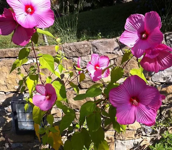 Provenzale Apartment